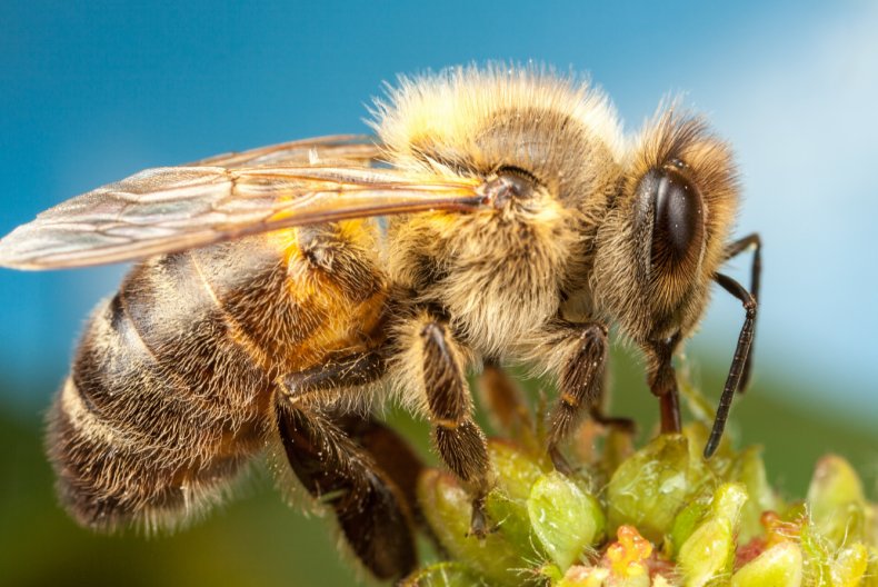 Учёные из Канады приобщили пчёл к обработке полей пестицидом