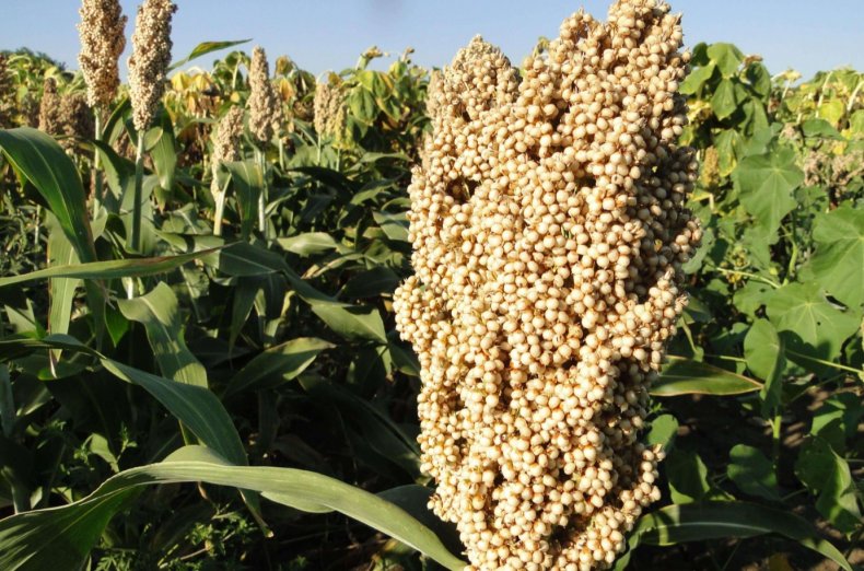 Украинские производители установили мировой рекорд в урожайности сорго