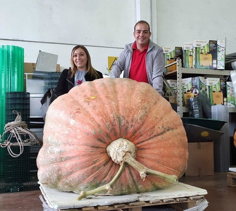 В Италии вырастили тыкву весом более 800 килограммов