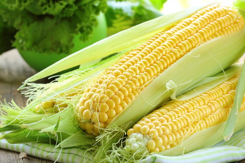 ЮАР отказывается сеять неэффективную ГМ кукурузу Monsanto