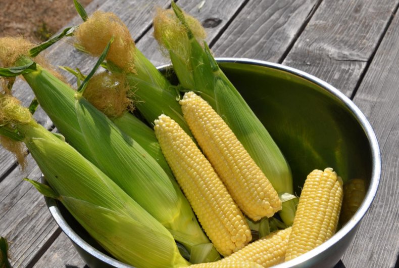 ЮАР отказывается сеять неэффективную ГМ кукурузу Monsanto