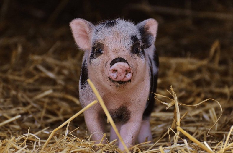 Больше 100 тысяч свиней потеряли животноводы Украины только в этом году