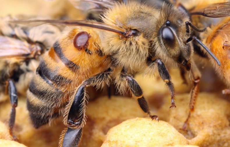 В России массово вымирают пчёлы