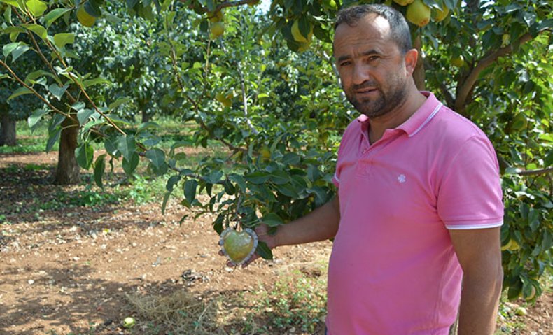 Турецкий фермер выращивает груши в форме сердца