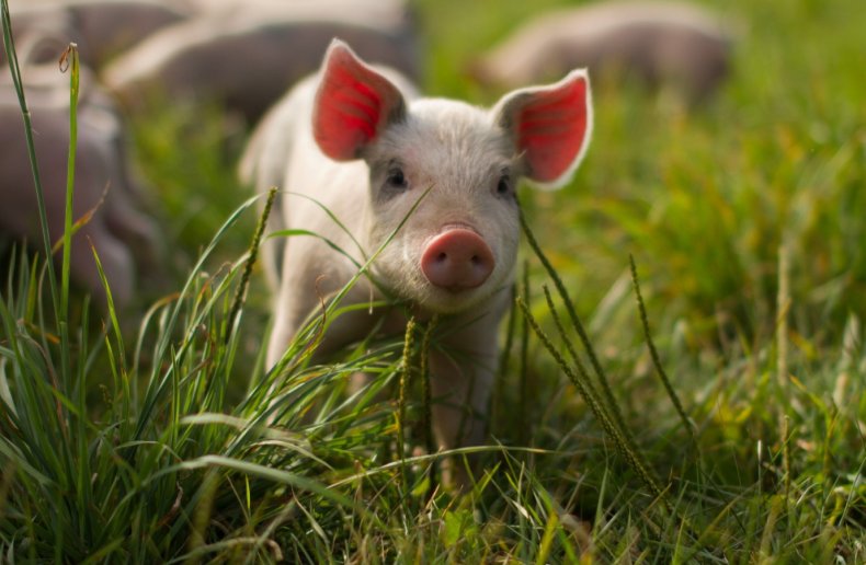 Китайские компании разводят гигантских свиней, чтобы компенсировать нехватку мяса