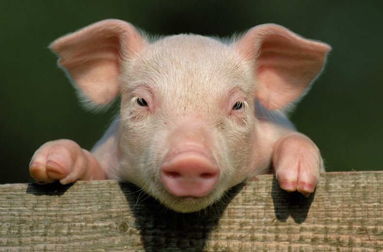 Китайские компании разводят гигантских свиней, чтобы компенсировать нехватку мяса