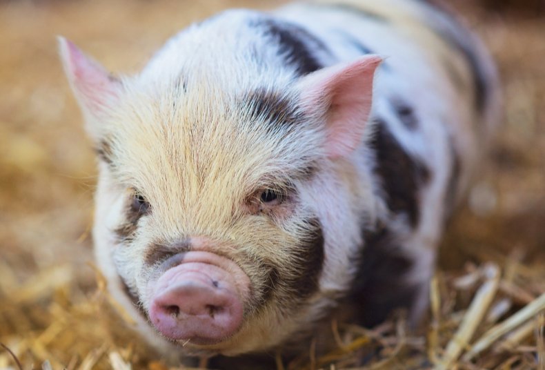 Дания усилит контроль за безопасностью животных на свинофермах