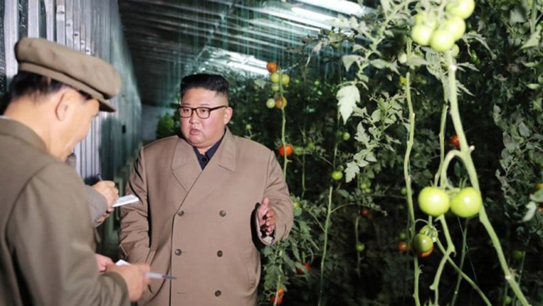 Северная Корея ударит теплицами по голоду