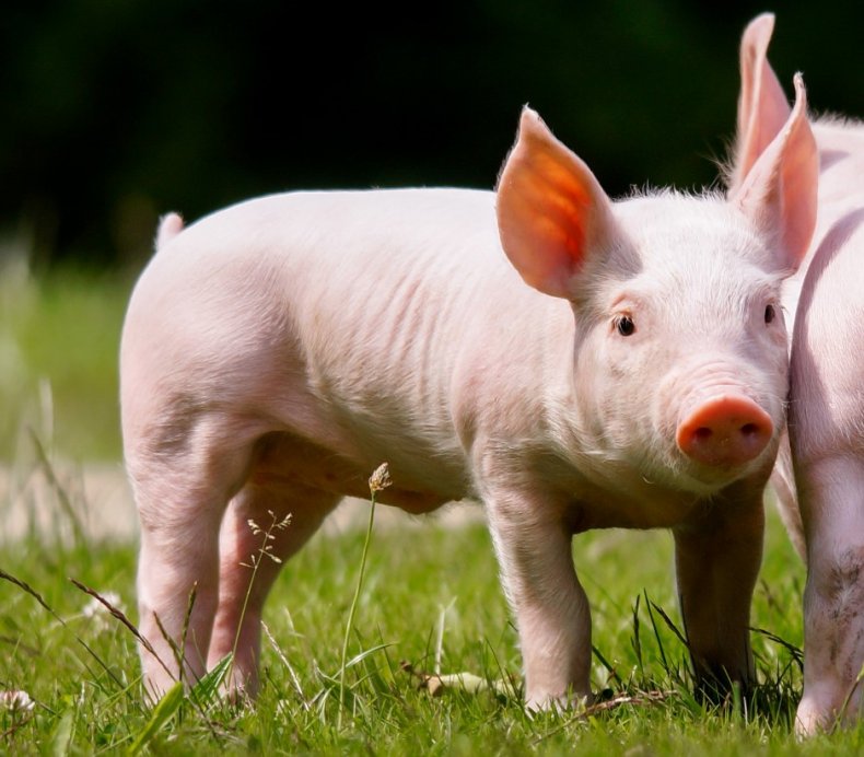 Украинским свиноводам невыгодно сообщать о вспышках АЧС