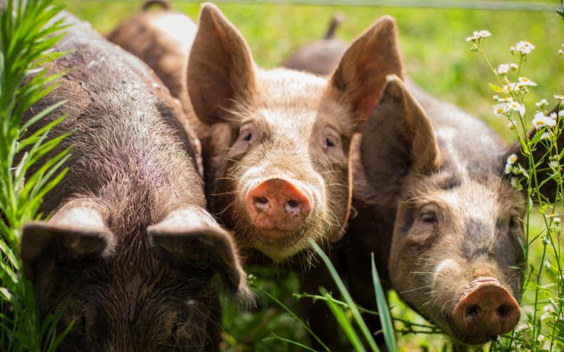 Украинским свиноводам невыгодно сообщать о вспышках АЧС
