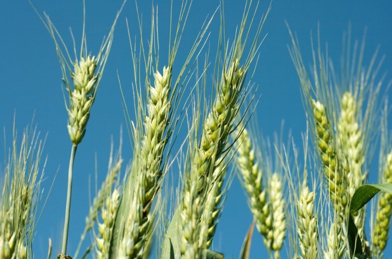 Российская пшеница отправится в Ливию