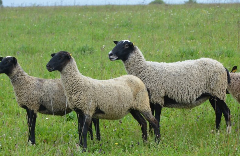 На Прикарпатье бывший переводчик открыл овечью ферму