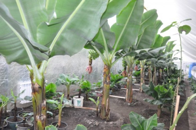 Львовские фермеры выращивают бананы, используя космические технологии
