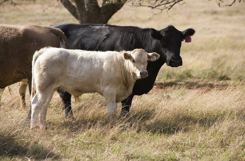 Бездомные коровы терроризируют Южную Африку