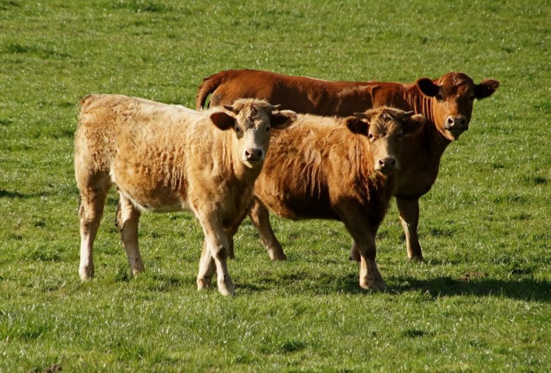 Элитные бычки из Дании пополнили поголовье алтайского племпредприятия