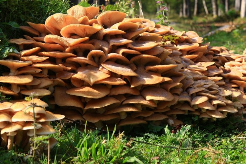 81-летний фермер из Татарстана открыл производство грибного субстрата