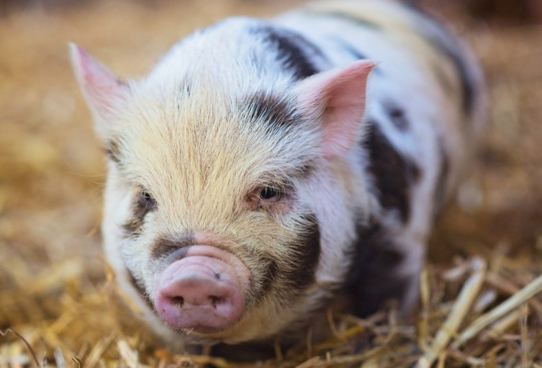 Вьетнам потерял более 5 миллионов свиней в борьбе с АЧС