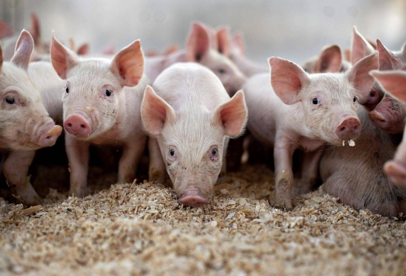 Вьетнам потерял более 5 миллионов свиней в борьбе с АЧС
