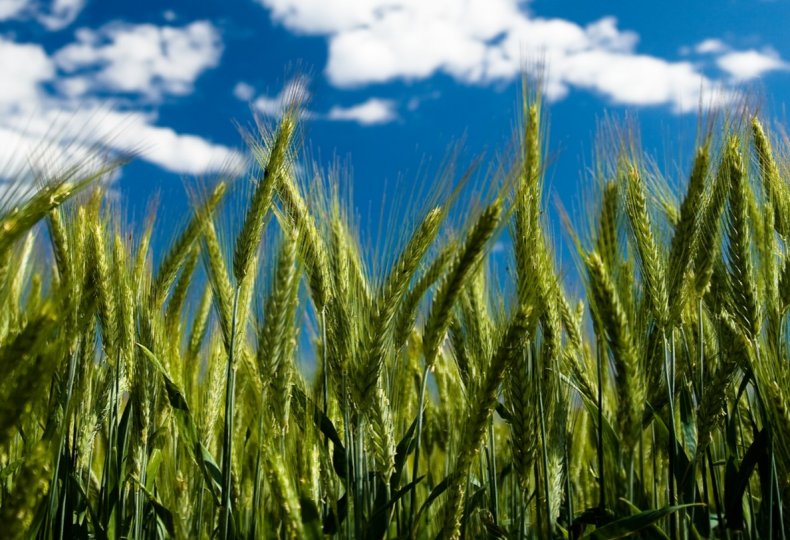 Пшеница украинской селекции пользуется большим успехом в Турции
