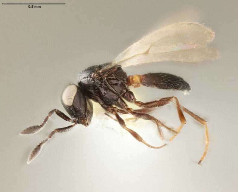 Мексиканские учёные обнаружили новый вид полезных насекомых