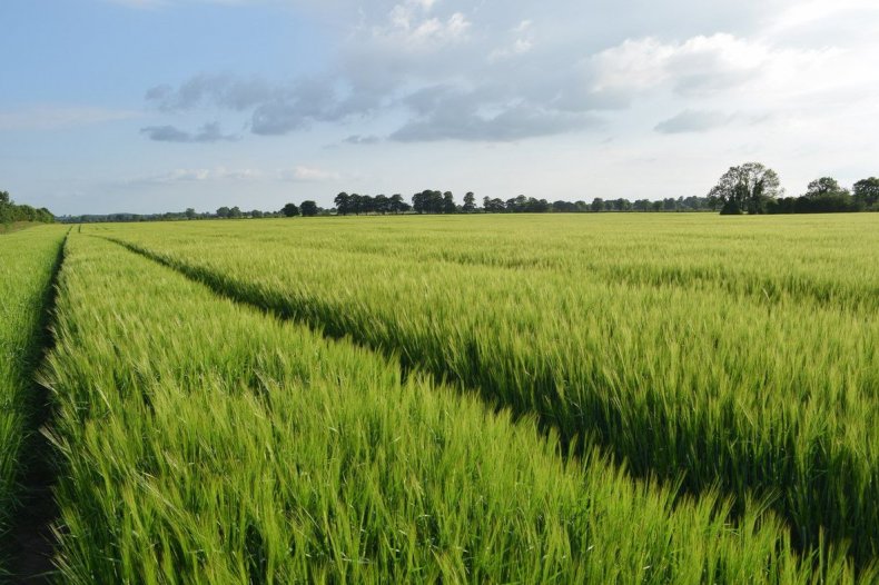 Минсельхоз России предупреждает об угрозе вымерзания озимой пшеницы