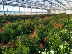 Съедобные розы предлагает отведать фермер из Нидерландов