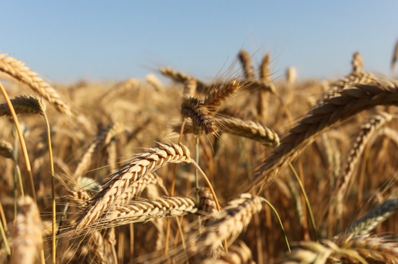 Глобальное потепление угрожает четверти мирового урожая зерновых