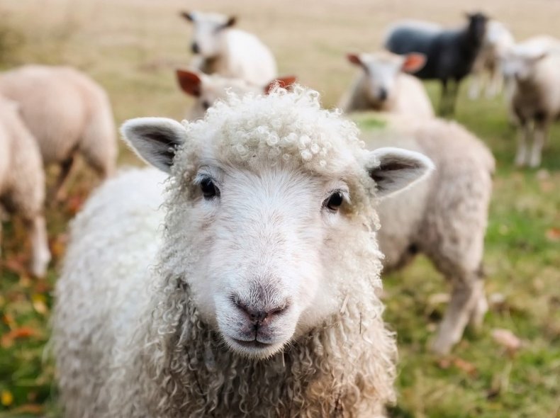 Новозеландские селекционеры ищут овец, которые бы не портили климат