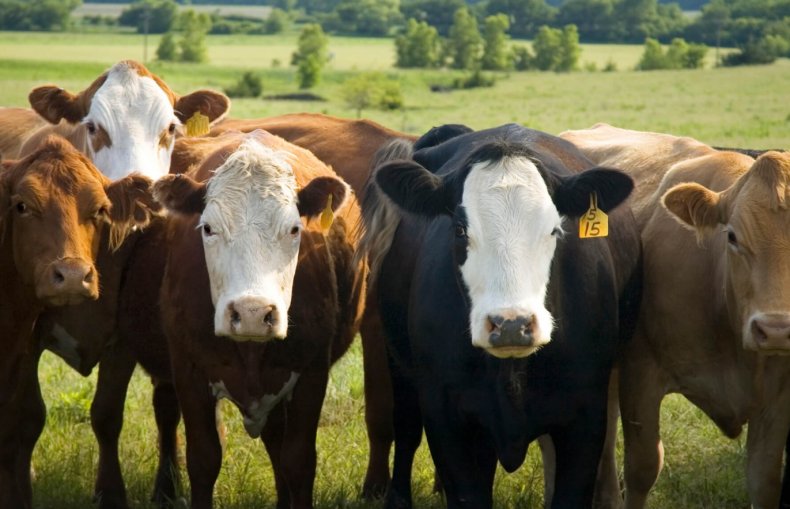 В Удмуртии открылась семнадцатая в этом году молочно-товарная ферма