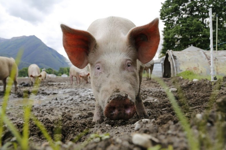 Владимирская область за год избавилась от 90 процентов свиней