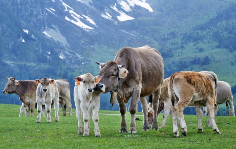 Львовские фермеры закаляют своих коров на свежем воздухе