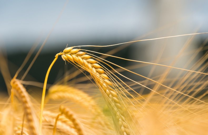 В Киргизии вывели новый сорт высокоурожайной пшеницы